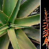 Aloe ambrensis (ex Lomatophyllum) ©JLcoll.4629.JPG